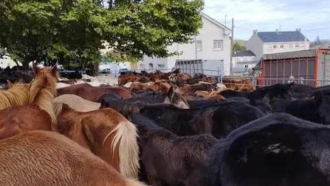 Caballos As San Lucas