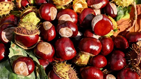 Casta&ntilde;as, magosto, casta&ntilde;a, oto&ntilde;o.