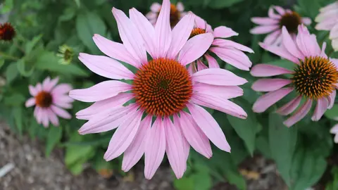 Flor violeta