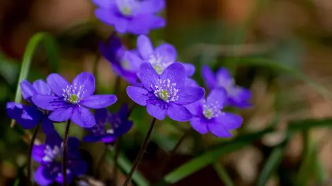 Flor violeta
