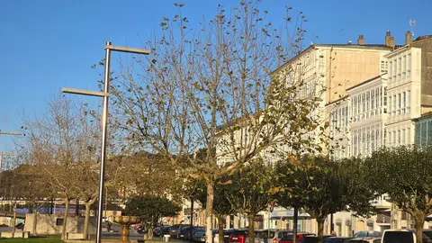 Viveiro recurso