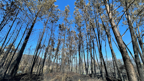 incendios medio rural asturias