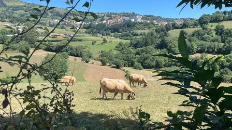 GANADER&Iacute;A