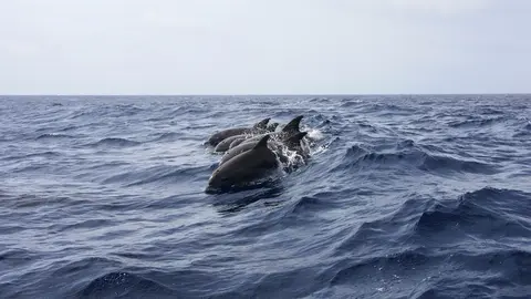 Delf&iacute;n, delfines