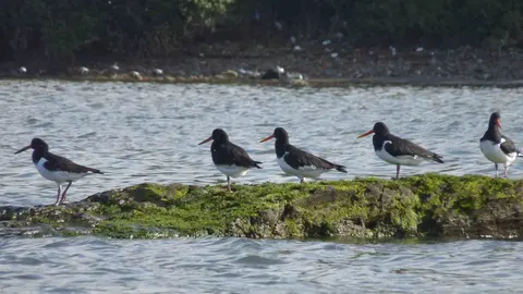 foto ayuntamiento de castropol aves en el eo