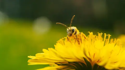 Abeja