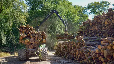 trabajo forestal maderista