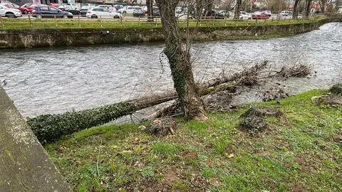 &Aacute;rbores no r&iacute;o en Sarria