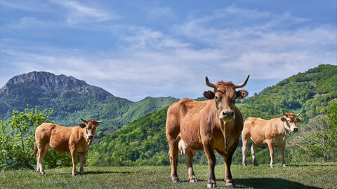 medio rural