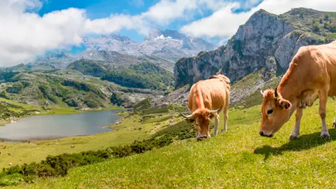vacas asturianas