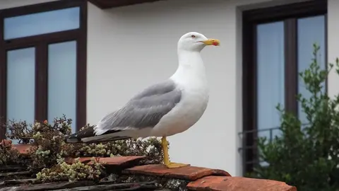 Gaviota patiamarilla