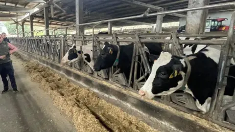 vacas