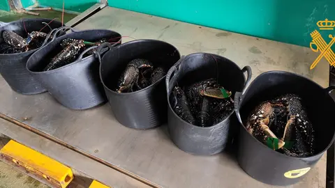 Bogavantes interceptados por la Guardia Civil en Mondo&ntilde;edo