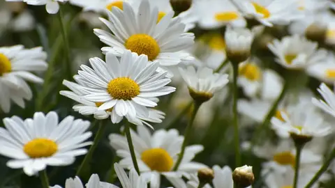 daisies-9547672_1280