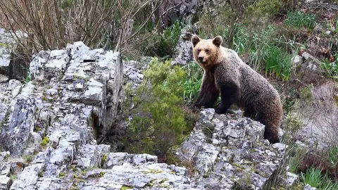 Oso Muniellos