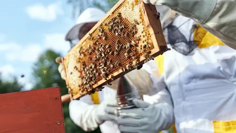 Senior beekeeping couple examining honeycomb frame at apiary farm