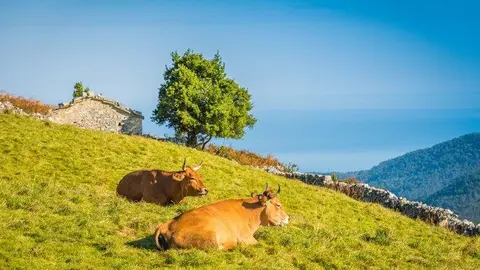 vacas campo