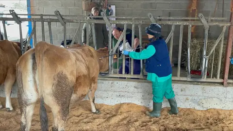 vacunaci&oacute;n ganado