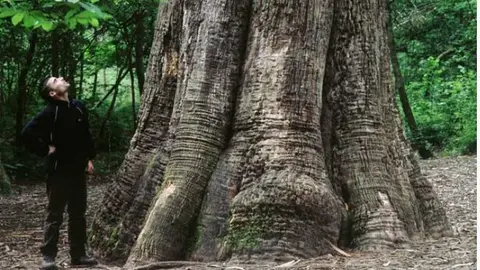 Souto da Retorta. Imagen de Turismo Galicia 