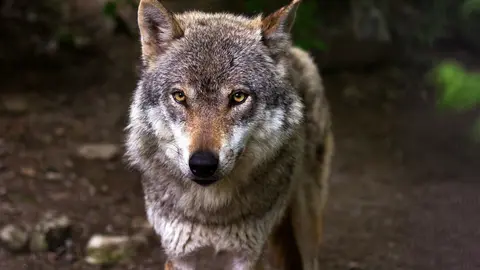 lobo