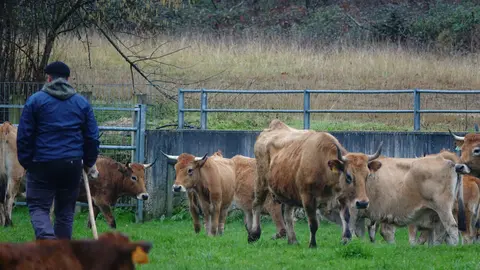 Medio rural vacas agrario