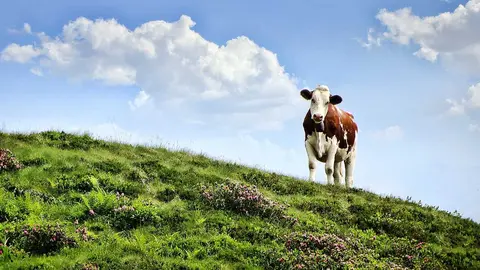 cow-3466106_1280