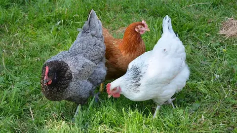 hens-3420126_1280