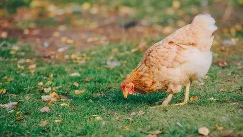 gallinas