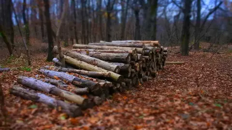 troncos madera