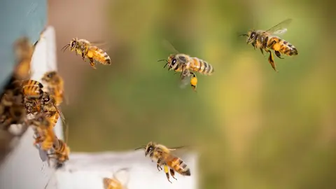 abeja miel
