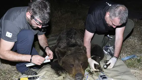 Manipulacion macho adulto Dega&ntilde;a junio 2025