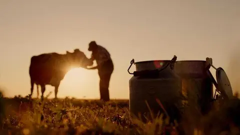 vaca y leche (1)