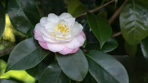 camelias