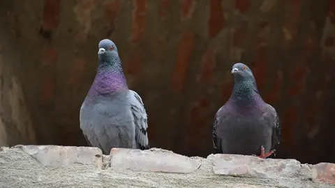 Palomas