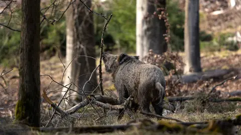 Wild boar in the forest. Boar during day. Spring in the european wood.