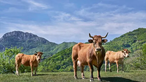 2025_03_07 Vacas