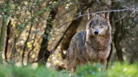 lobo-ib&eacute;rico