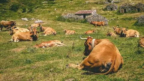 vacas