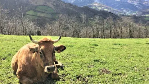 ganaderia extensiva_pastoreo_vaca_prado_Laviana_LaRobella (1)