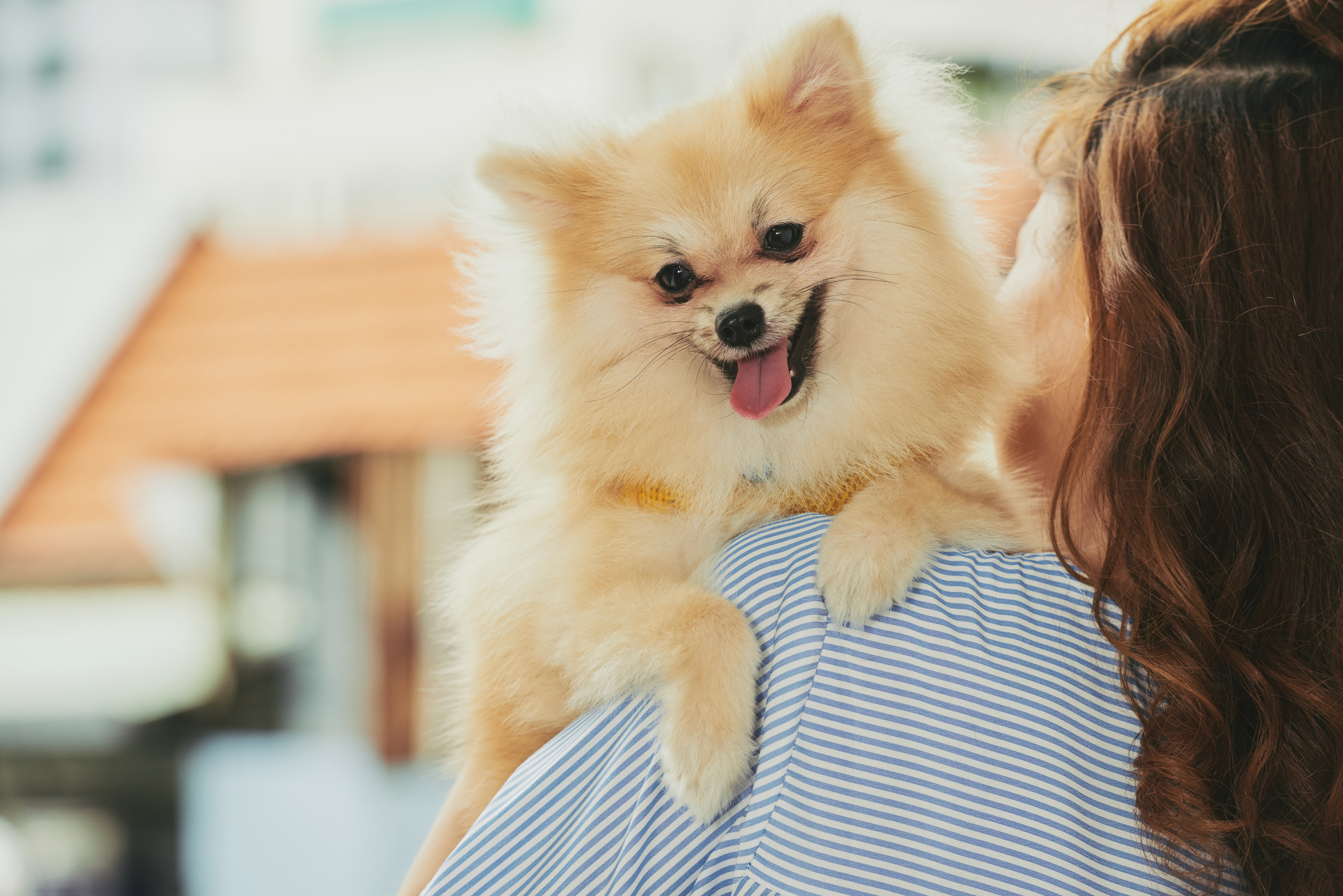 Adorable puppy enjoying sitting in hands of his owner